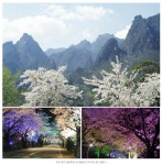 [문화추천] 올해 벚꽃여행은 어디로 갈까? - 전국 벚꽃 개화시기부터 벚꽃 명소까지! - 공감리포트 (상세) - 문화포털