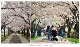 [문화추천] 올해 벚꽃여행은 어디로 갈까? - 전국 벚꽃 개화시기부터 벚꽃 명소까지! | 공감리포트 | 공감마당 | 함께해요 문화생활 | 문화포털... 