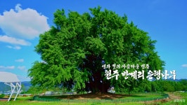 한국의 아름다운 자연유산 천연기념물 제167호 원주 반계리 은행나무 - 온라인 교육ㆍ체험 -집콕문화생활-문화포털 [문화포털 전시]한국의... 
