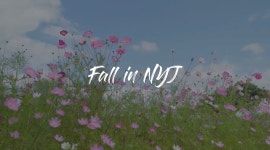 Fall in NYJ - 온라인 교육ㆍ체험 -집콕문화생활-문화포털 [문화포털 전시]Fall in NYJ