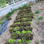 와수7리 신원아파트 김광배 이장님을 칭찬합니다이미지 원본보기 - 철원군청 철원군청