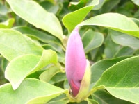 달성공원관리사무소게시판 | 대구광역시 달성공원관리사무소