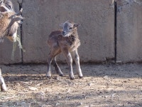 달성공원관리사무소게시판 | 대구광역시 달성공원관리사무소