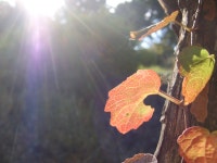 달성공원관리사무소게시판 | 대구광역시 달성공원관리사무소