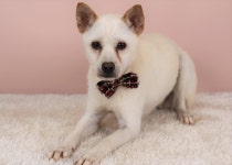 대전광역시 동물보호센터 대전동물보호센터