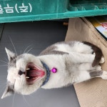 대전광역시 동물보호센터 대전동물보호센터