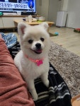 대전광역시 동물보호센터 대전동물보호센터