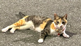 대전광역시 동물보호센터 대전동물보호센터