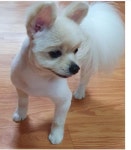대전광역시 동물보호센터 대전동물보호센터