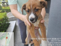대전광역시 동물보호센터 대전동물보호센터