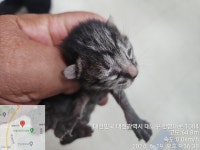 대전광역시 동물보호센터 대전동물보호센터