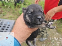 대전광역시 동물보호센터 대전동물보호센터