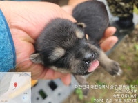 대전광역시 동물보호센터 대전동물보호센터