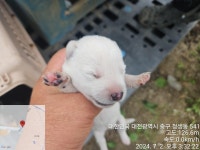 대전광역시 동물보호센터 대전동물보호센터