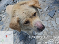 대전광역시 동물보호센터 대전동물보호센터
