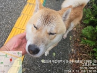 대전광역시 동물보호센터 대전동물보호센터