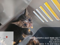 대전광역시 동물보호센터 대전동물보호센터