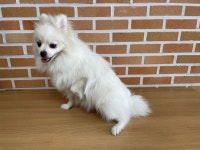대전광역시 동물보호센터 대전동물보호센터