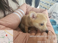 대전광역시 동물보호센터 대전동물보호센터