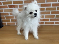 대전광역시 동물보호센터 대전동물보호센터