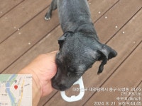 대전광역시 동물보호센터 대전동물보호센터