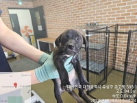 대전광역시 동물보호센터 대전동물보호센터