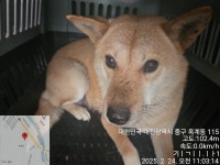 대전광역시 동물보호사업소 대전동물보호사업소
