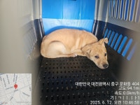 대전광역시 동물보호사업소 대전동물보호사업소