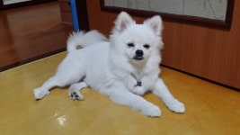 대전광역시 동물보호사업소 대전동물보호사업소