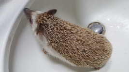 대전광역시 동물보호센터 대전동물보호센터