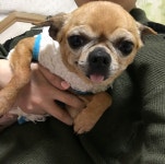 대전광역시 동물보호센터 대전동물보호센터