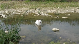 대전광역시 동물보호센터 대전동물보호센터