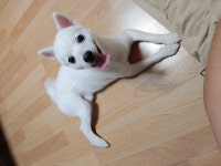 대전광역시 동물보호센터 대전동물보호센터