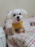 대전광역시 동물보호센터 대전동물보호센터
