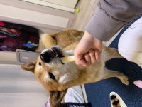 대전광역시 동물보호사업소 대전동물보호사업소