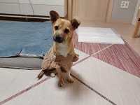 대전광역시 동물보호사업소 대전동물보호사업소