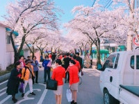 학과소개 > 인문사회계열 > 항공서비스과 > | 대원대학교