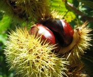 대림원예종묘농업회사법인(주)