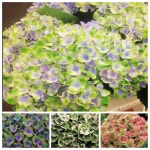 대림원예종묘농업회사법인(주)