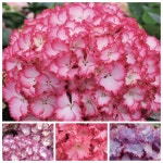 대림원예종묘농업회사법인(주)