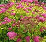 대림원예종묘농업회사법인(주)