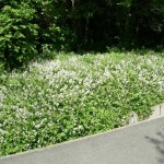 대림원예종묘농업회사법인(주)