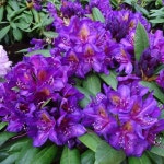 대림원예종묘농업회사법인(주)