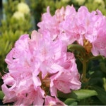 대림원예종묘농업회사법인(주)