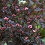 대림원예종묘농업회사법인(주)