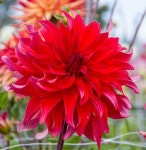 대림원예종묘농업회사법인(주)