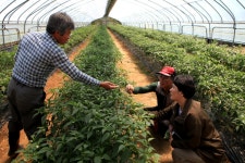 플러그인당진 수정벌이용 꽈리고추 생산 농가소득에 도움 > 플러그인당진