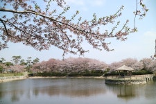플러그인당진 당진가볼만한곳 면천향교 면천골정지 > 플러그인당진