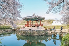 플러그인당진 면천읍성으로 떠나는 봄꽃 여행 > 플러그인당진