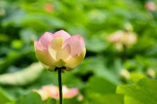 플러그인당진 면천 골정지에 피어난 연꽃과 군자정 수련 > 플러그인당진